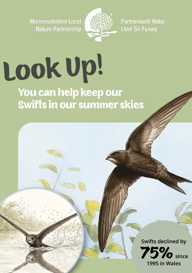 Look up! How you can help to protect an iconic Monmouthshire bird